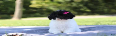 Bailey (AKC)