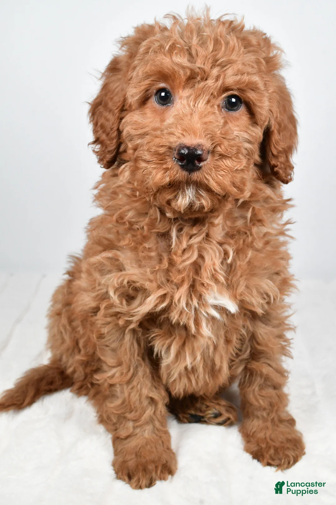 Mini Goldendoodle dogs for sale: Nicky - Ad 6