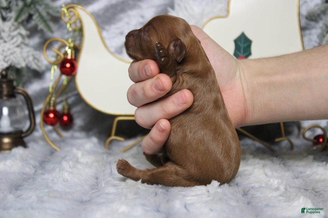 Cavapoo dogs for sale: Rosie - Ad 8