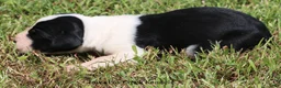 Great Dane dogs for sale: Great Dane 3 - Ad 5