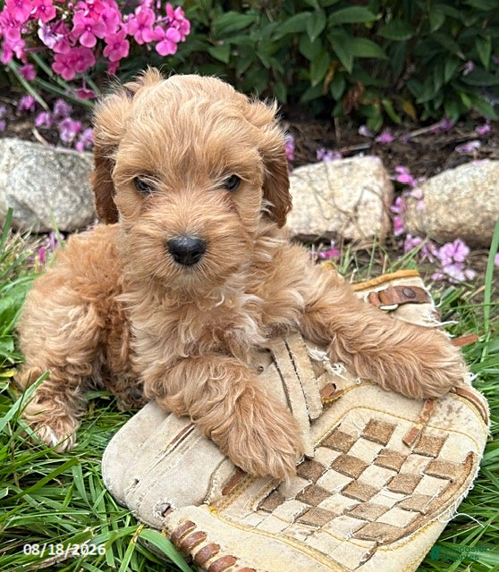 Cockapoo dogs Bailey - Ad 2