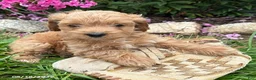 Cockapoo dogs for sale: Bailey - Ad 2