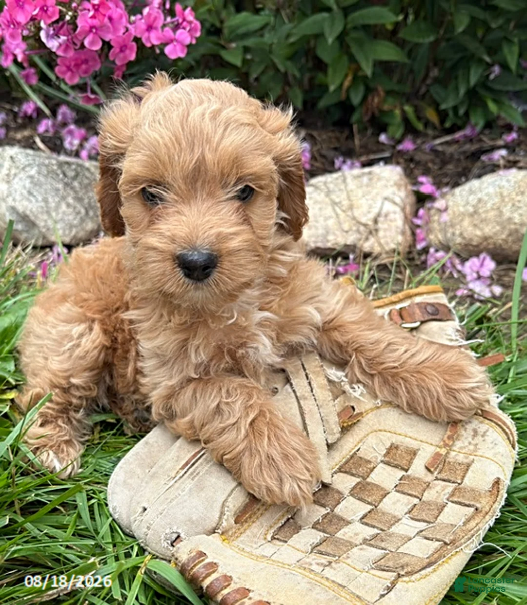 Cockapoo dogs for sale: Bailey - Ad 2