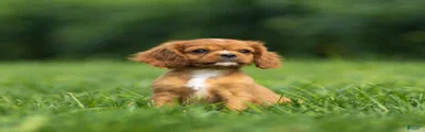 Finn Cavalier King Charles Spaniel 