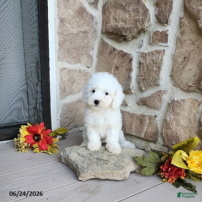Mini Goldendoodle dogs Reeses - Ad 1