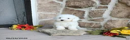 Mini Goldendoodle dogs for sale: Reeses - Ad 1