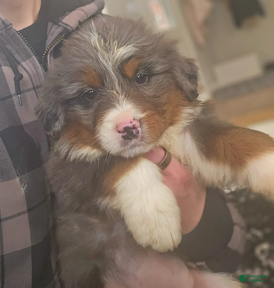 Bernedoodle dogs for sale: Luna - Ad 4