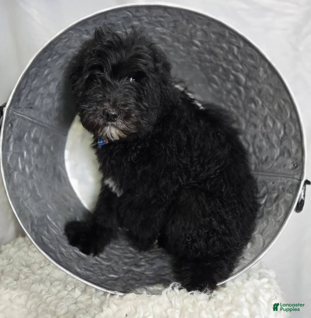 Mini Sheepadoodle dogs for sale: Kade - Ad 6