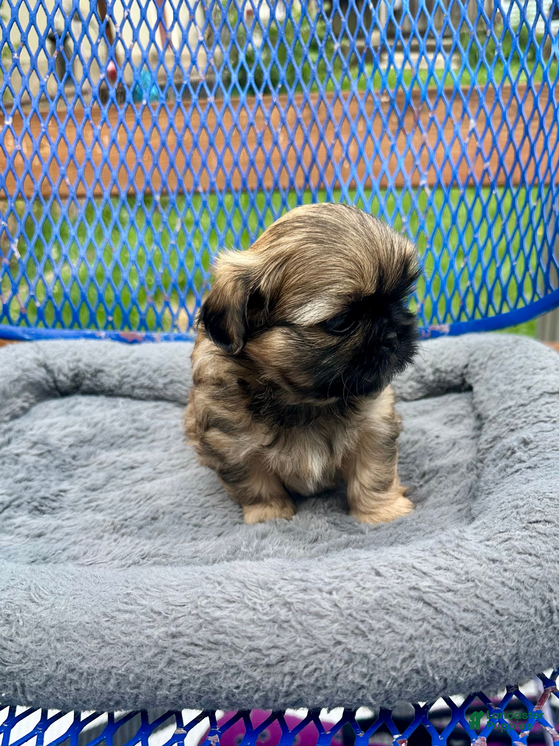 Shih Tzu dogs for sale: Ziggy - Ad 4