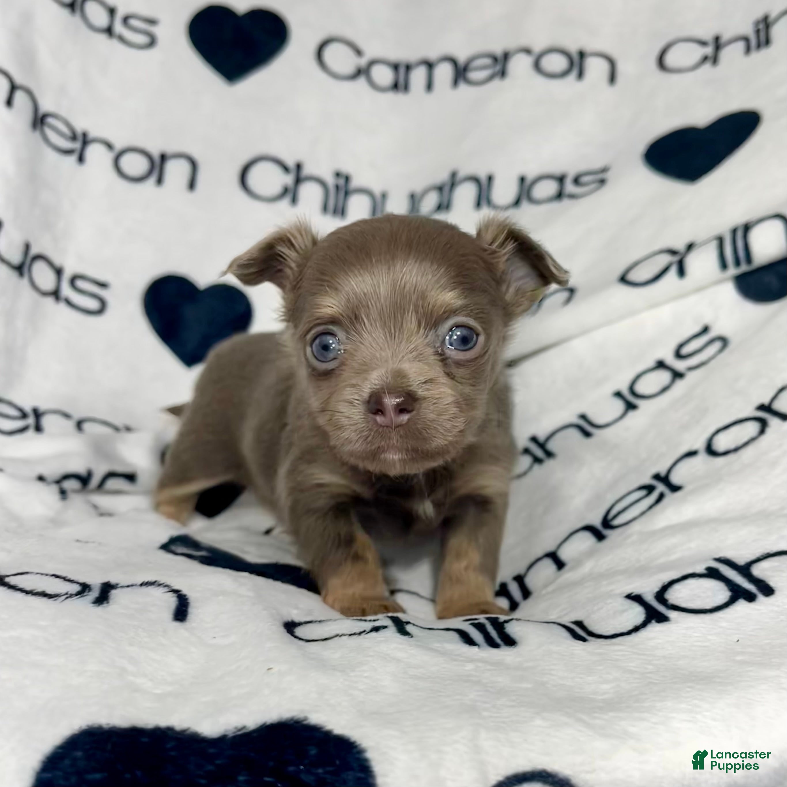 Chihuahua dogs Aurora Long Coat Lavender  - Ad 3