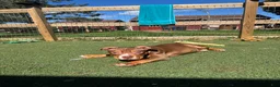 American Bully dogs for sale: Pork - Ad 6