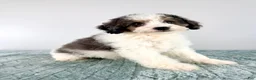 Bernedoodle dogs for sale: Dave - Ad 5