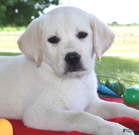 Labrador Retriever dogs Major - English Champ lines - Ad 1