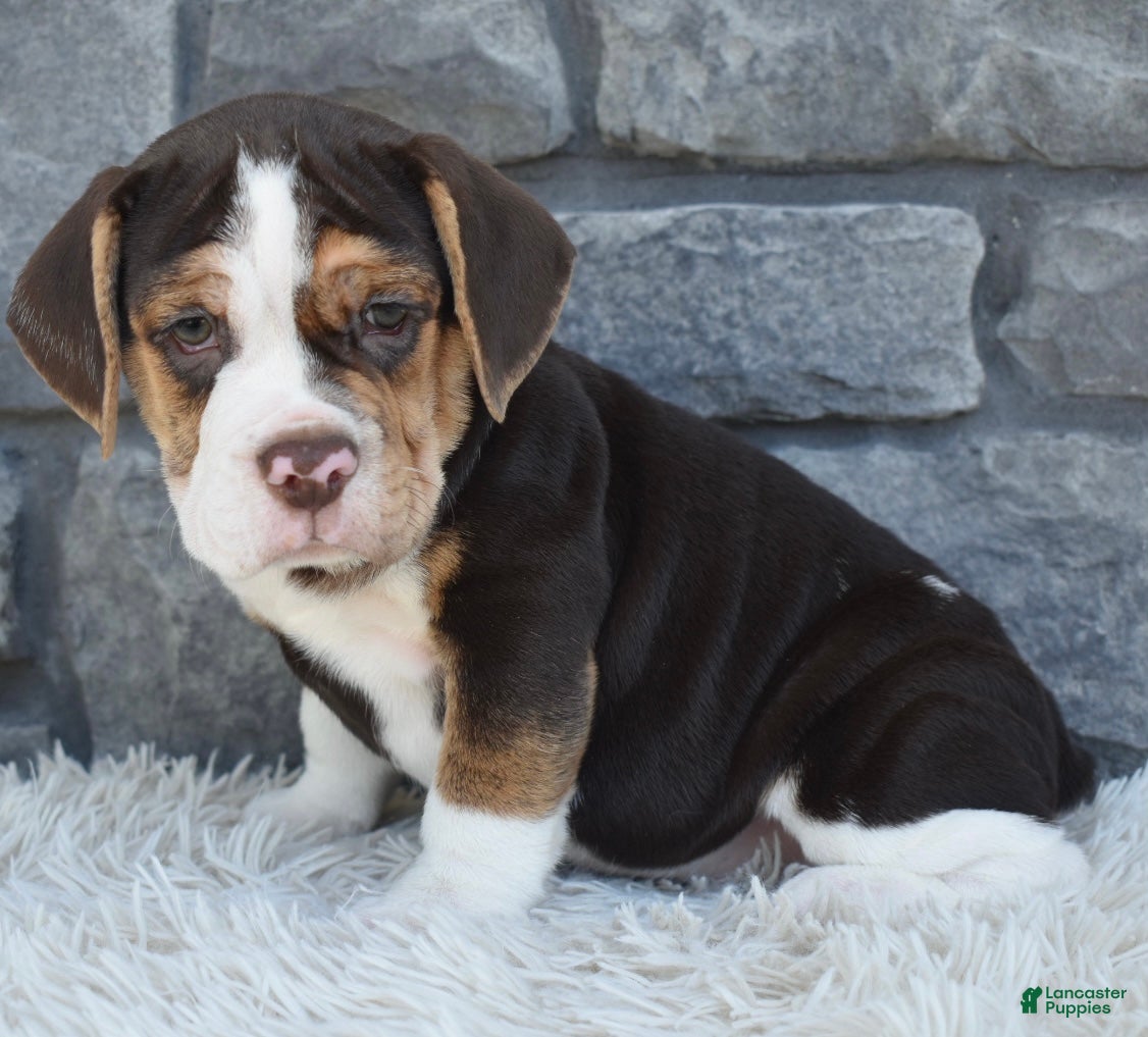 Beabull dogs Biscuit  - Ad 2