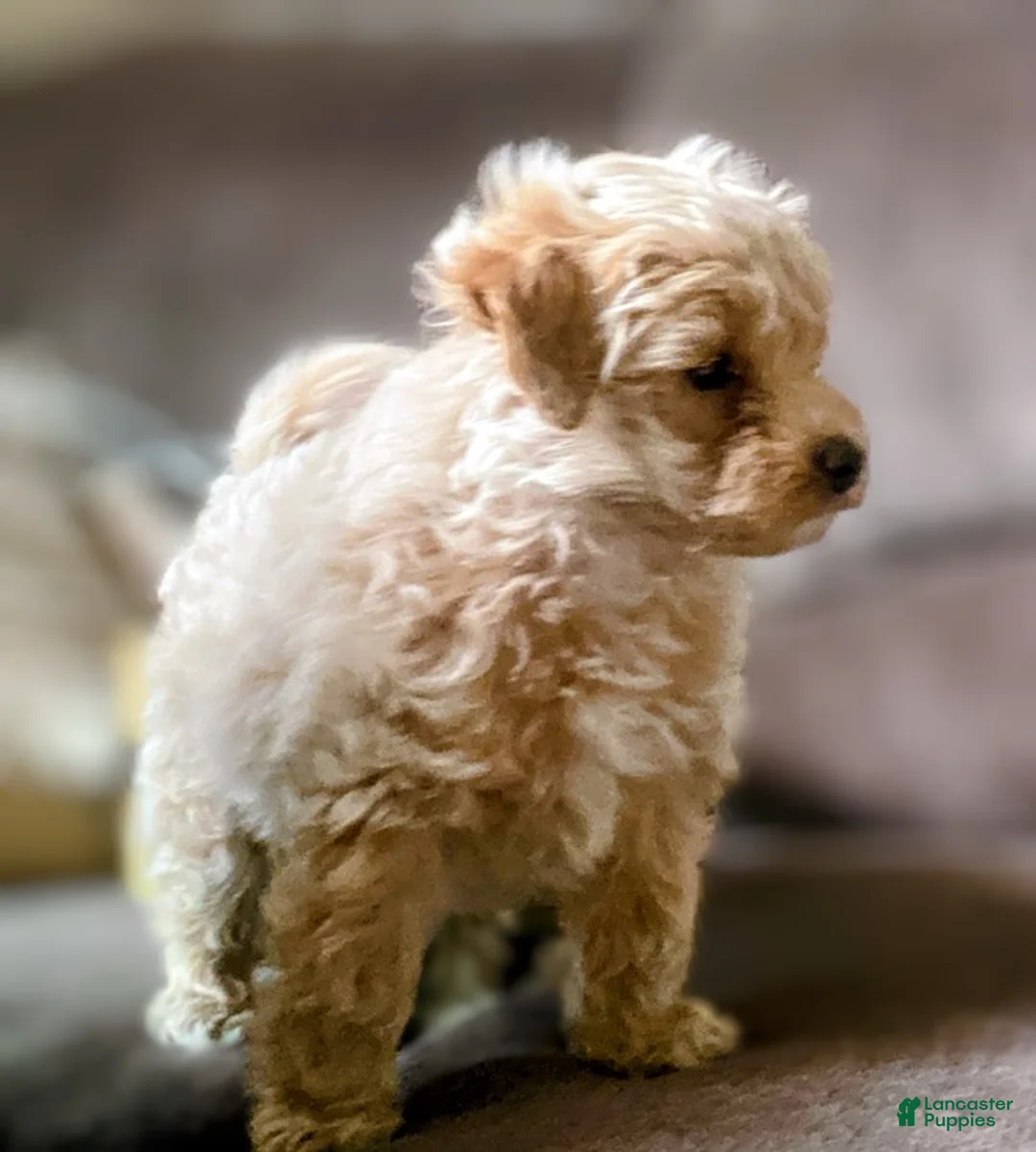 Maltipoo dogs for sale: ♥️Sweet Hank♥️ - Ad 1