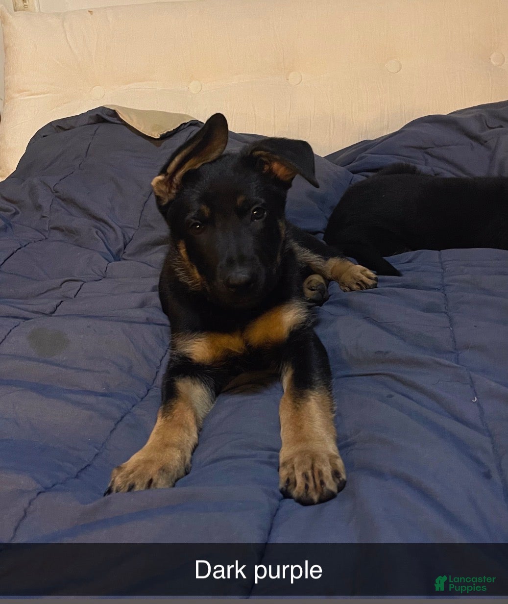 German Shepherd dogs German Shepherd Puppy 3 Dark purple  - Ad 20