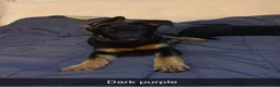 German Shepherd dogs for sale: German Shepherd Puppy 3 Dark purple  - Ad 1