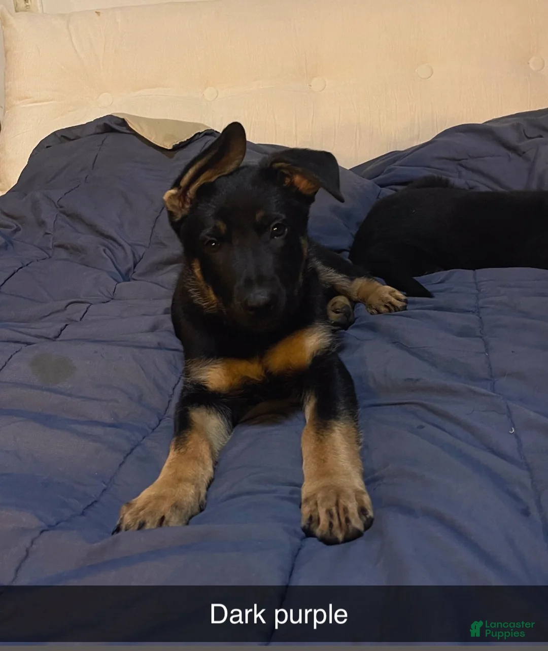 German Shepherd dogs for sale: German Shepherd Puppy 3 Dark purple  - Ad 1