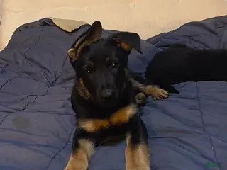 German Shepherd dogs German Shepherd Puppy 3 Dark purple - Ad 40