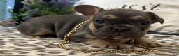 French Bulldog dogs for sale: Fox - Ad 3