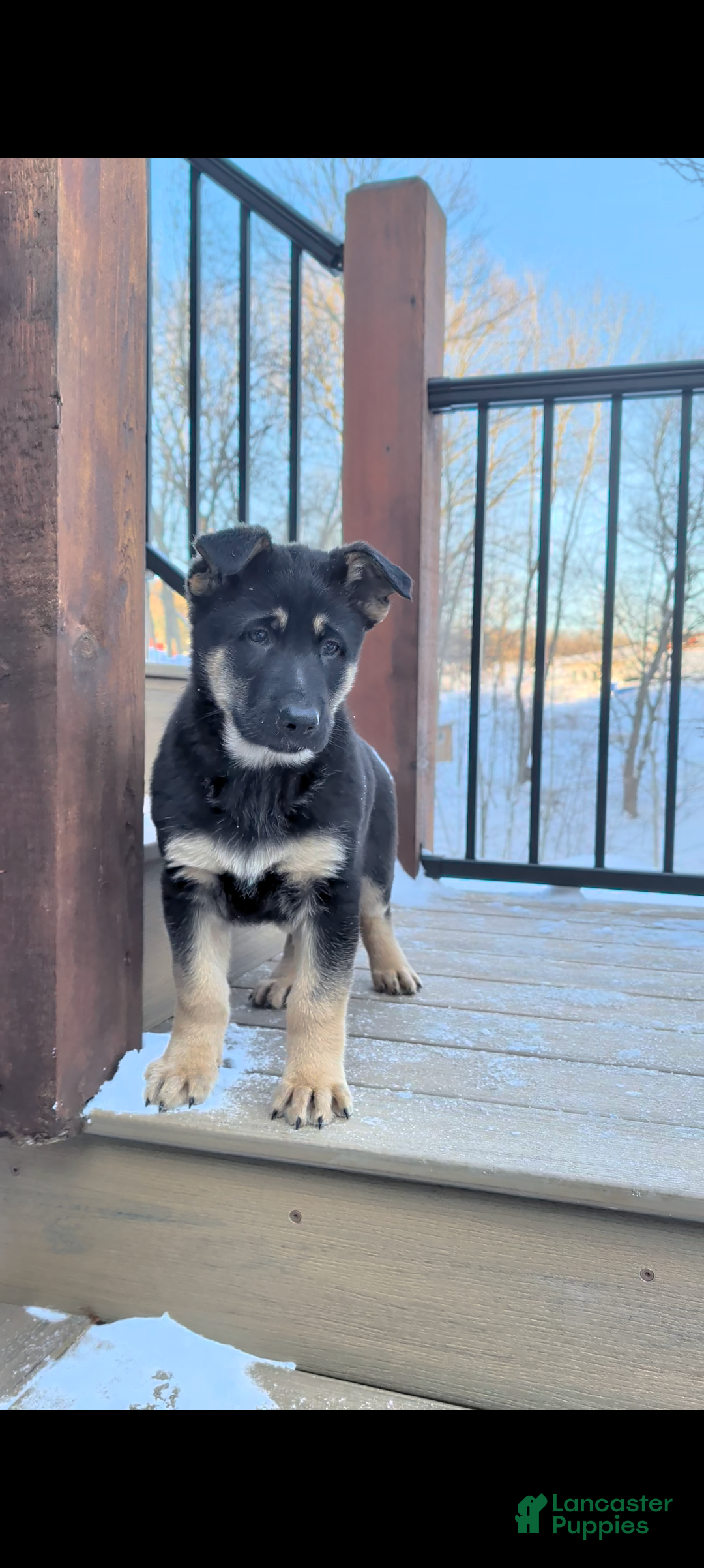 German Shepherd dogs Buddy - Ad 21