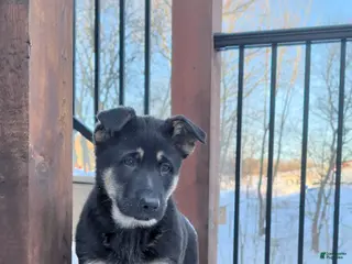 German Shepherd dogs Buddy - Ad 21