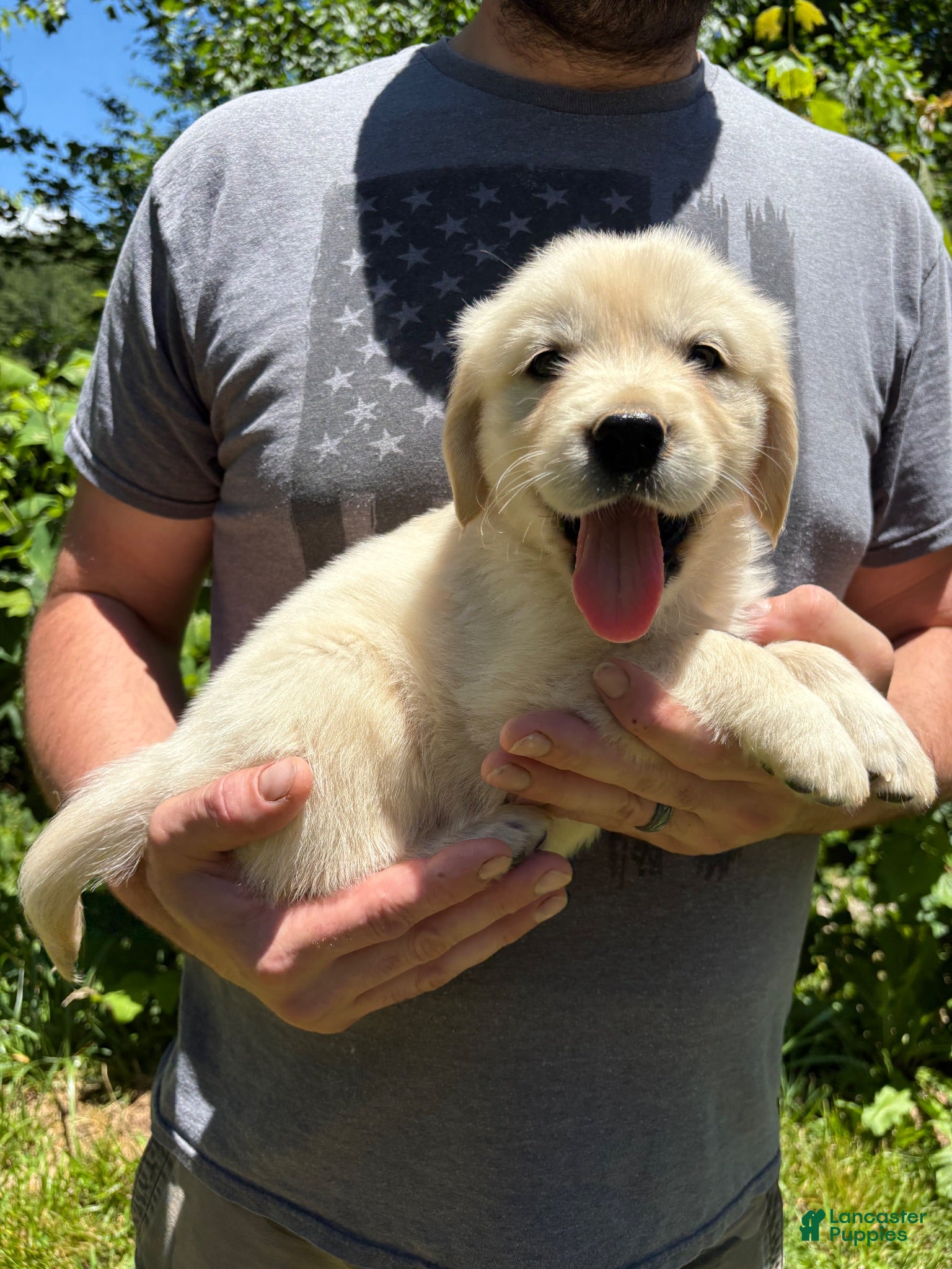 Golden Retriever dogs Golden Retriever Puppy 1 - Ad 1