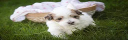 Havanese dogs for sale: Emma Havanese Puppy  - Ad 5
