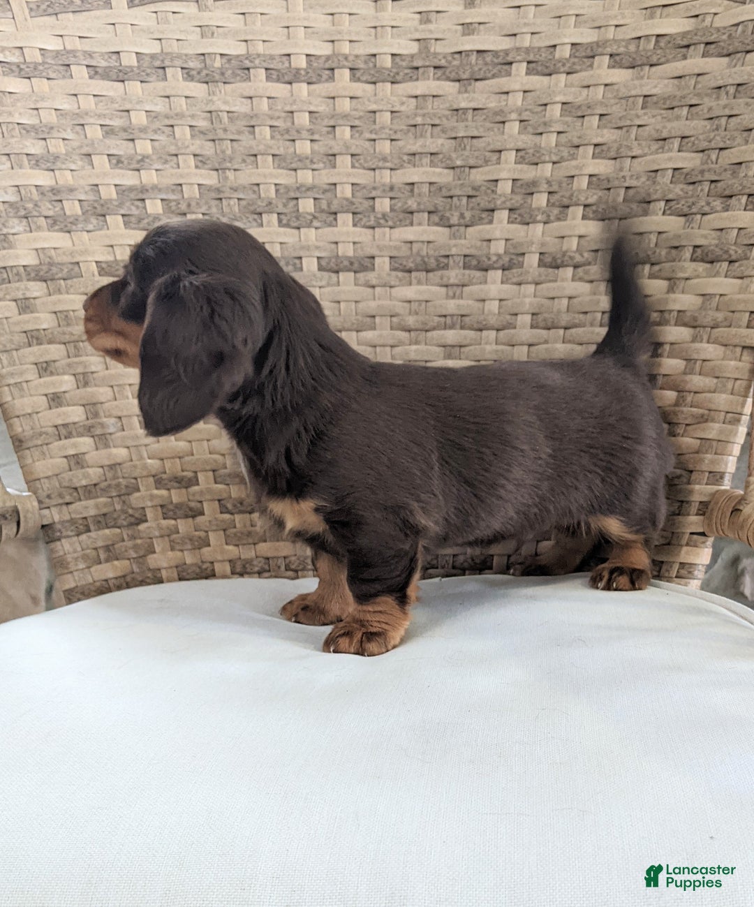 Miniature Dachshund dogs for sale: Coco - Ad 7