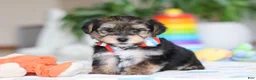 Morkie dogs for sale: Riley - Ad 4