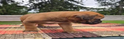 Cane Corso dogs for sale: AKC Vladimir  - Ad 6