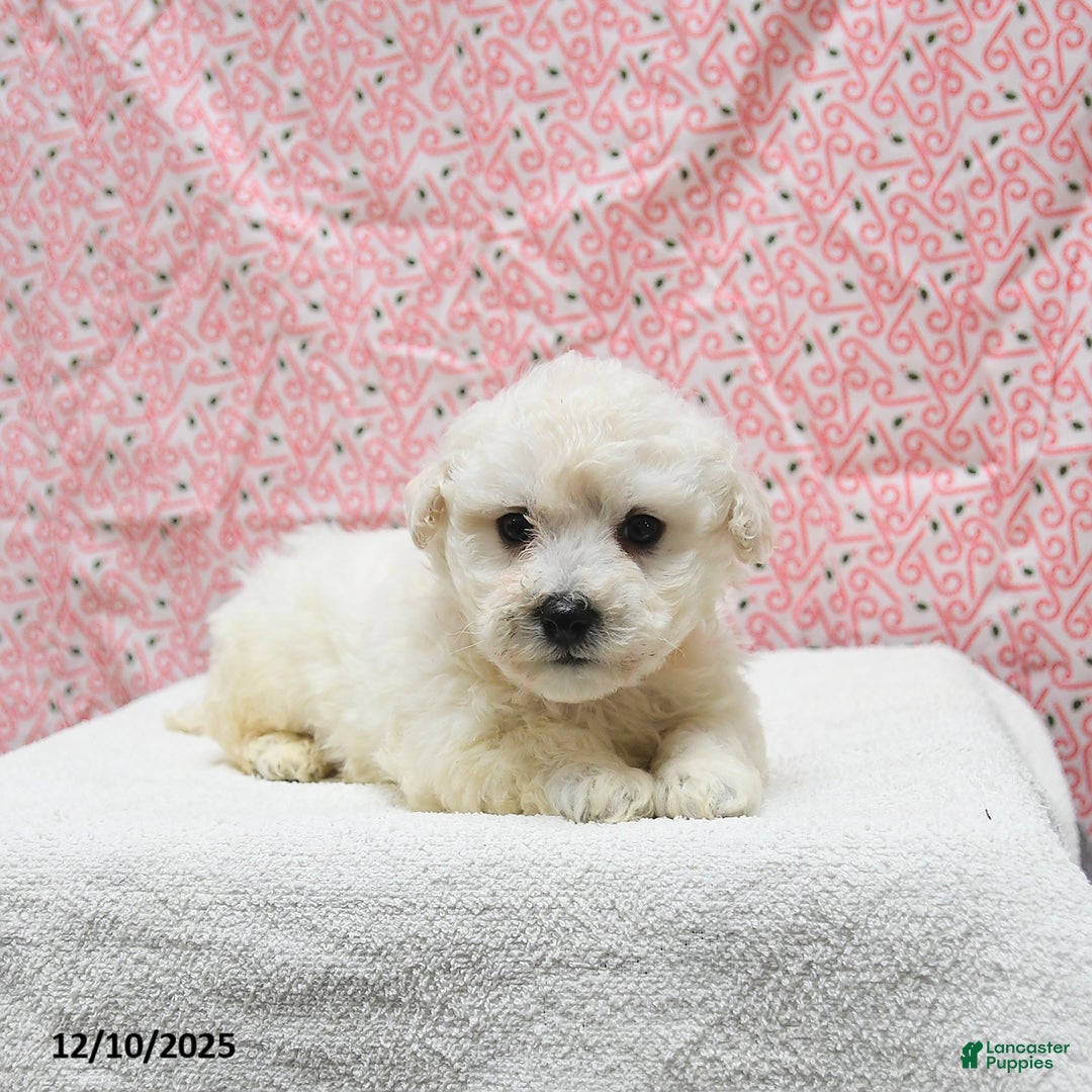 Bichon Frise dogs for sale: Pongo - Ad 3