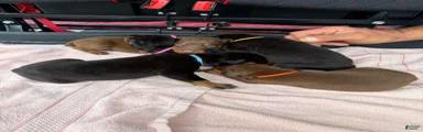 Doberman Pinscher Puppy 6
