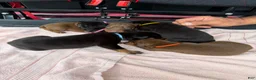 Doberman Pinscher dogs for sale: Doberman Pinscher Puppy 6 - Ad 1