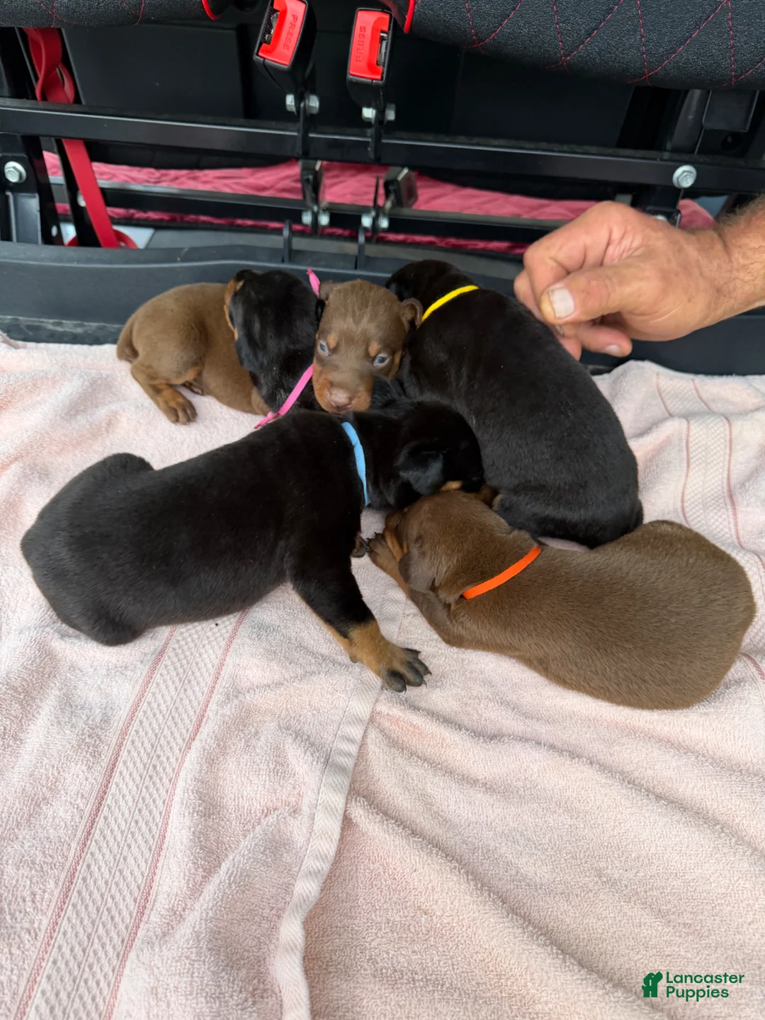 Doberman Pinscher dogs for sale: Doberman Pinscher Puppy 6 - Ad 1