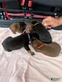 Doberman Pinscher Puppy 6