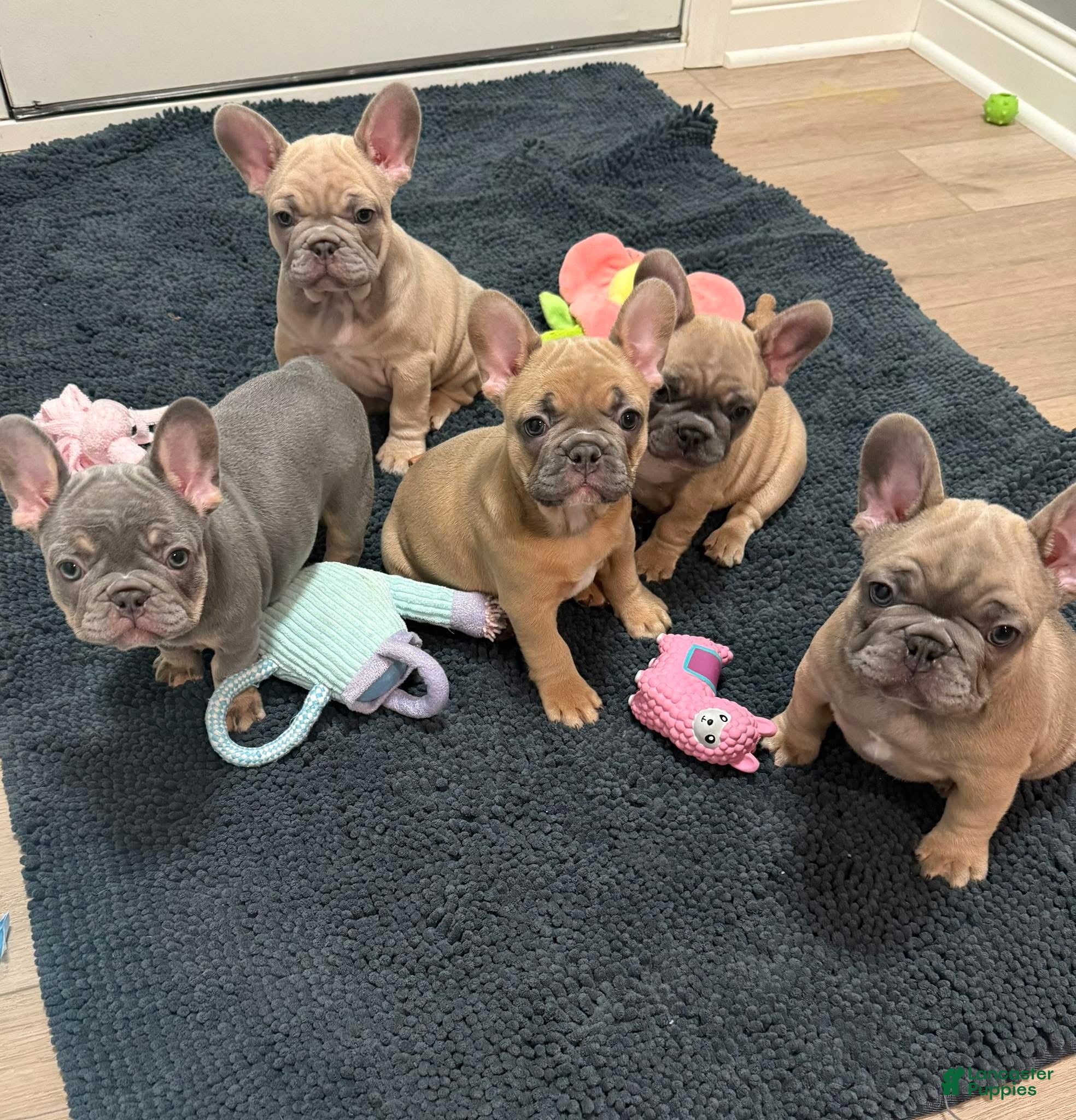 French Bulldog dogs French Bulldog Puppy 3 - Ad 34