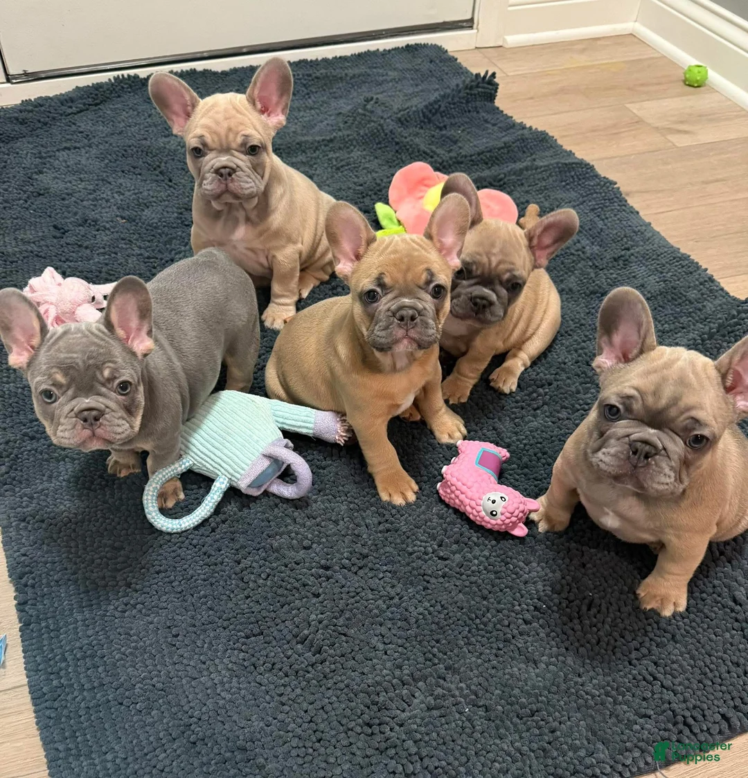 French Bulldog dogs for sale: French Bulldog Puppy 3 - Ad 1