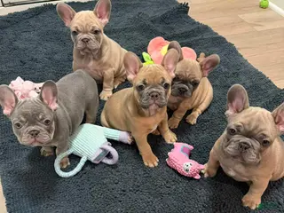 French Bulldog dogs French Bulldog Puppy 3 - Ad 34
