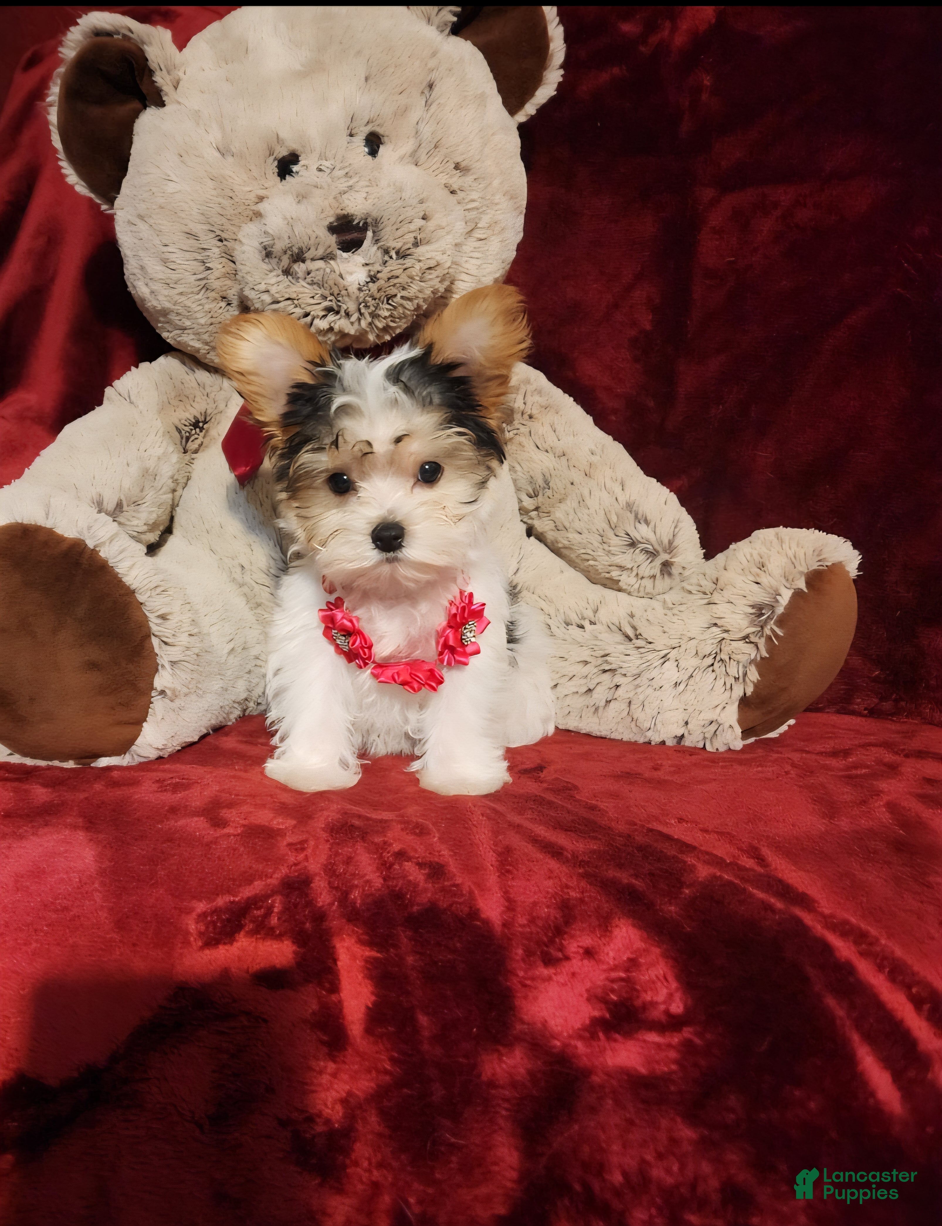 Yorkshire Terrier dogs CHANEL - Ad 3