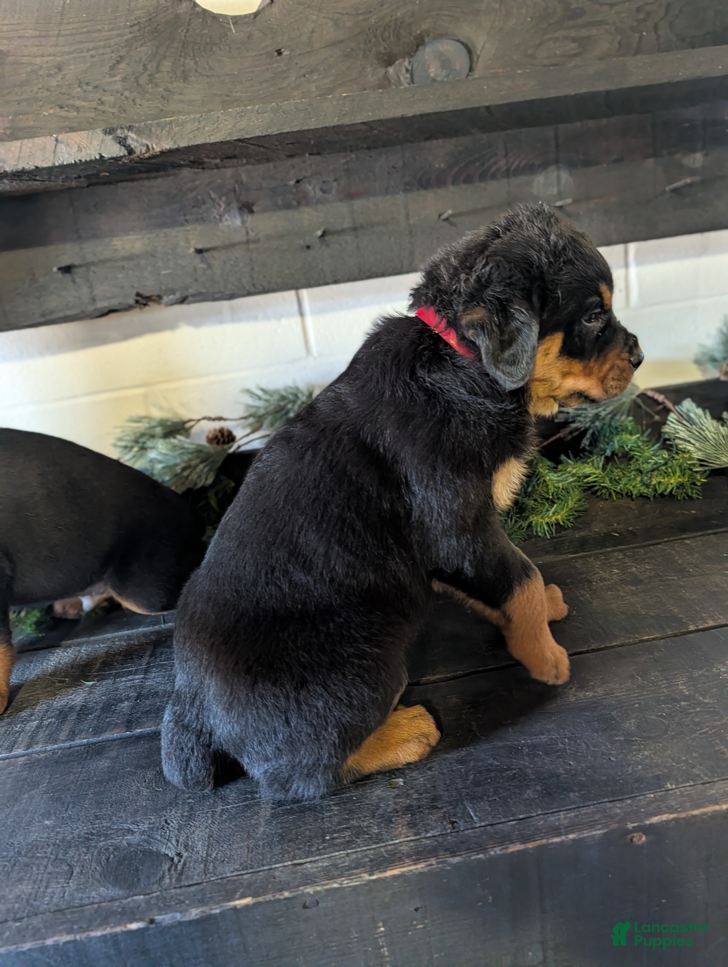 Rottweiler dogs Bozo - Ad 2