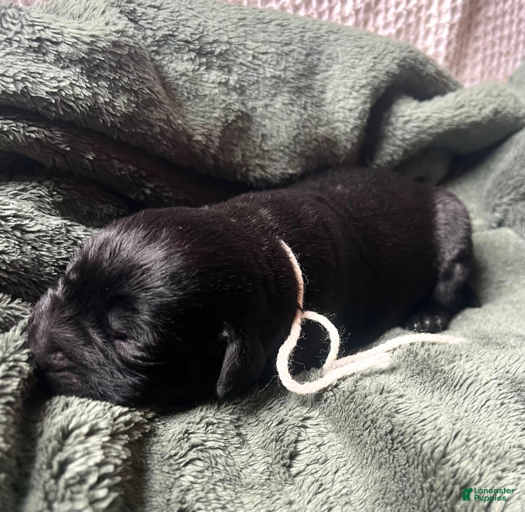 Labrador Retriever dogs for sale: Mocha - Ad 2