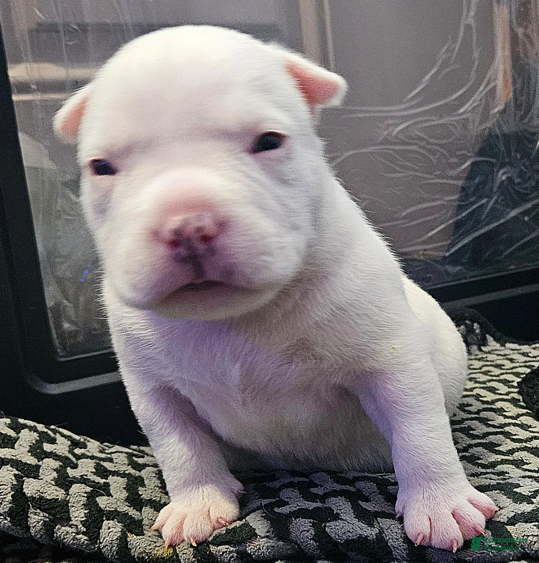 American Bully dogs for sale: White Male - Tatanka - Ad 2