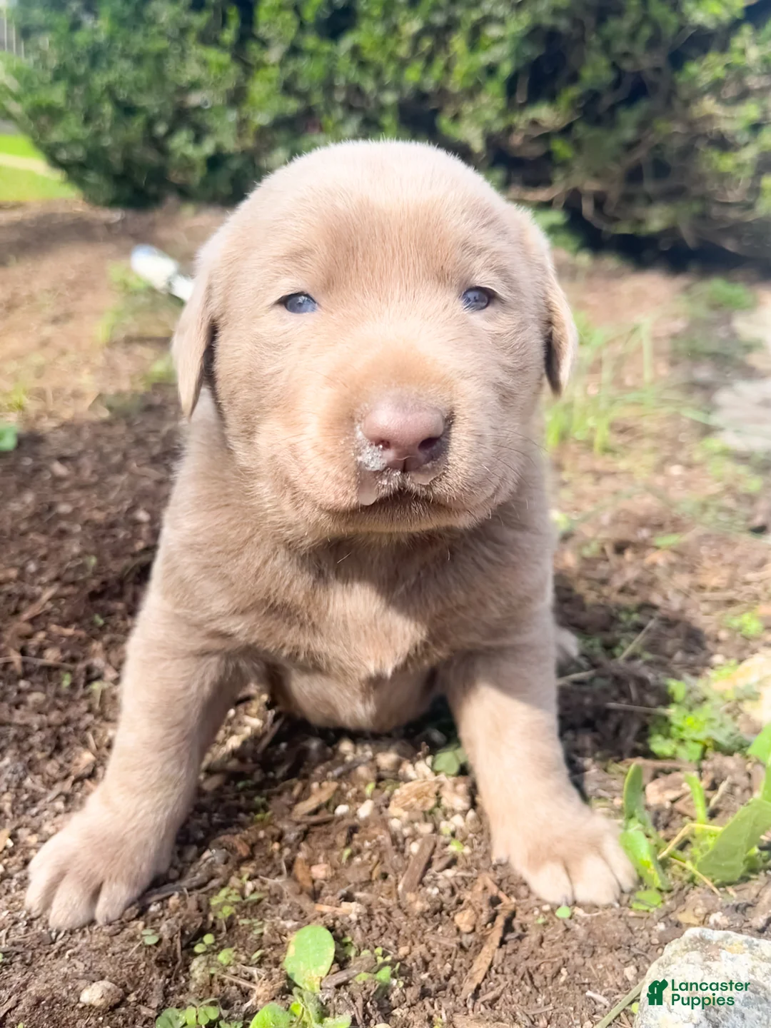 Labrador Retriever dogs for sale: Donut - Ad 1