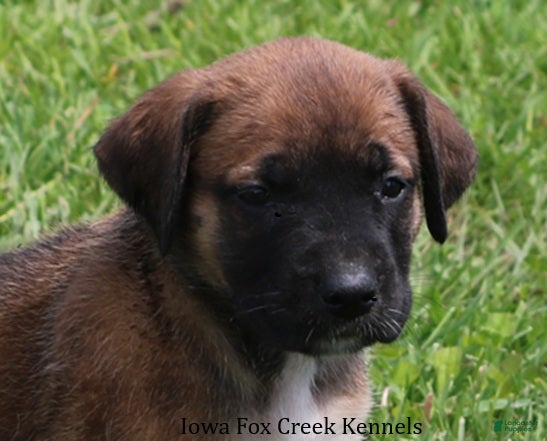 Mixed Breed dogs Bonnie - Ad 30