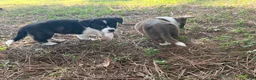 Mixed Breed dogs for sale: BRINDLE - Ad 3