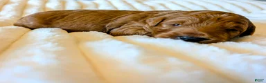 The Confident Explorer