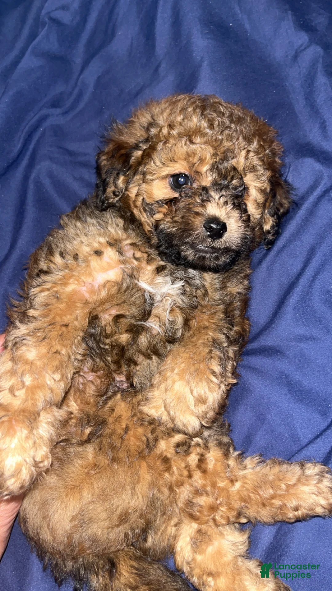 Toy Poodle dogs for sale: Toy Poodle Puppy 2 - Ad 2
