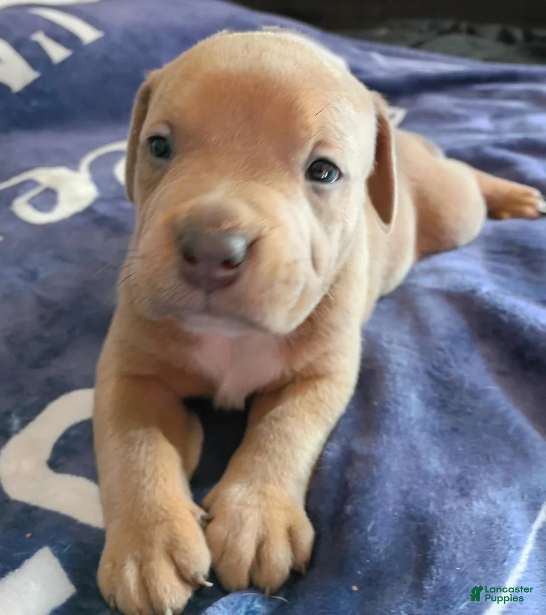 American Bully dogs for sale: Smut male - Ad 1