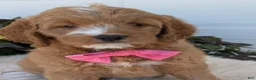 Goldendoodle dogs for sale: Ivy - Ad 4
